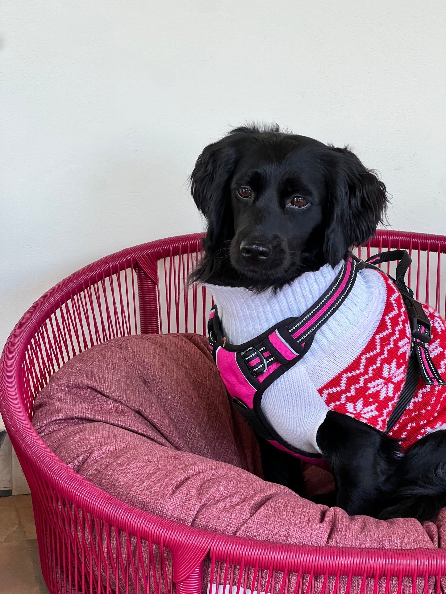 Cama para perritos | Ovalada