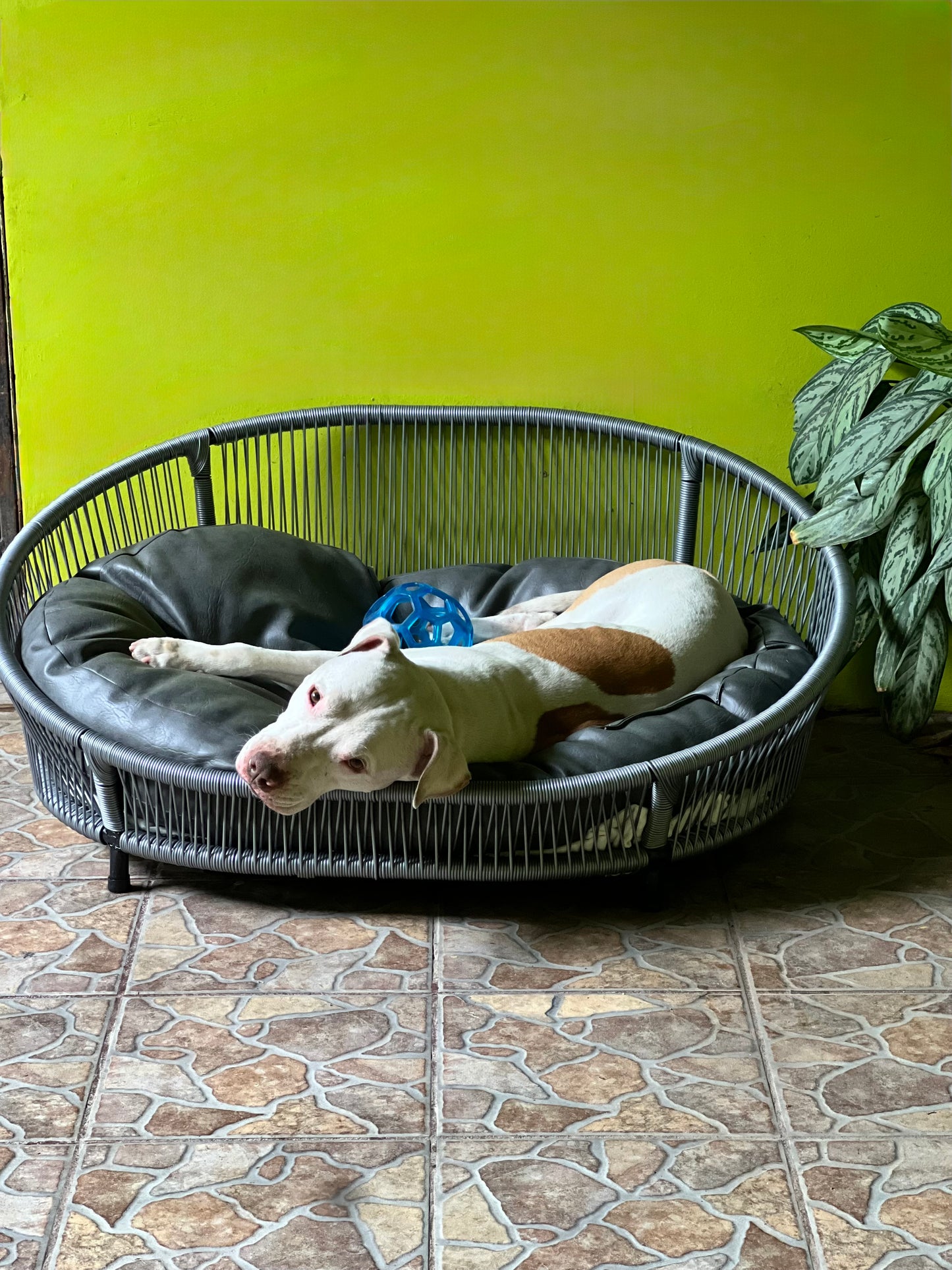 Cama para perritos | Ovalada