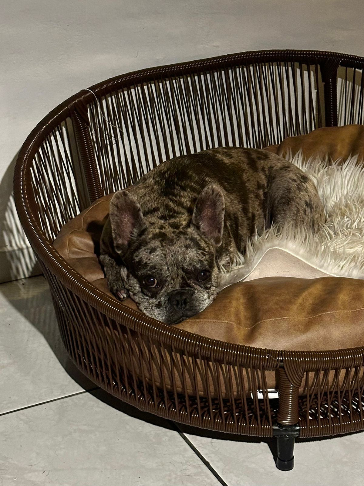 Cama para perritos | Ovalada