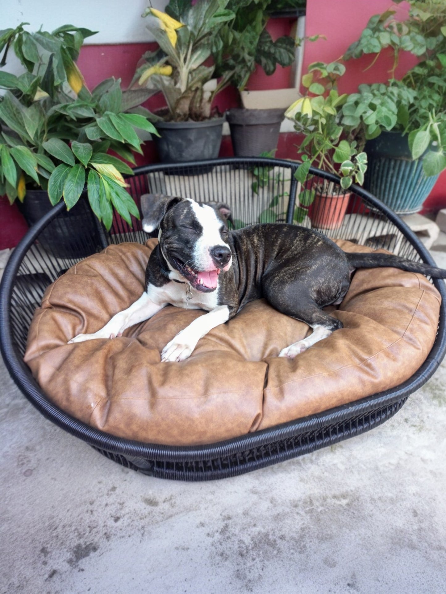 Cama para perritos | Ovalada
