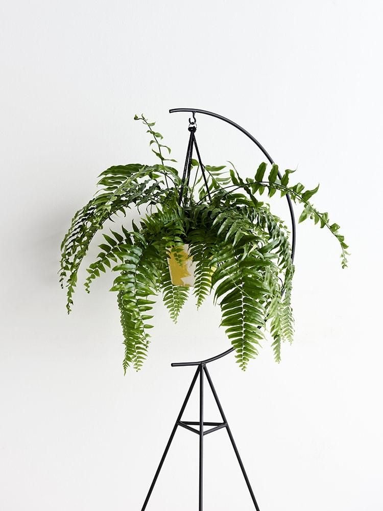 Soporte para plantas Luna