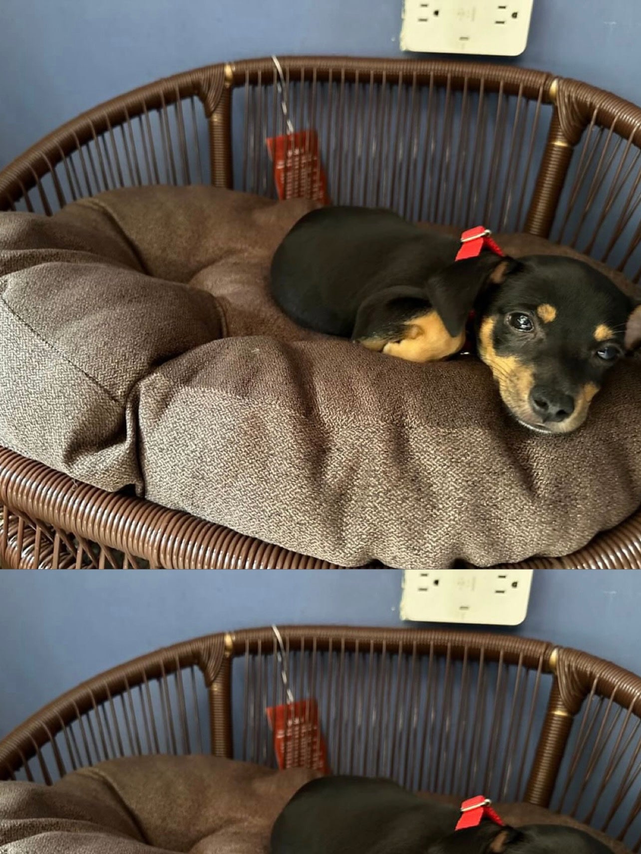 Cama para perritos | Ovalada