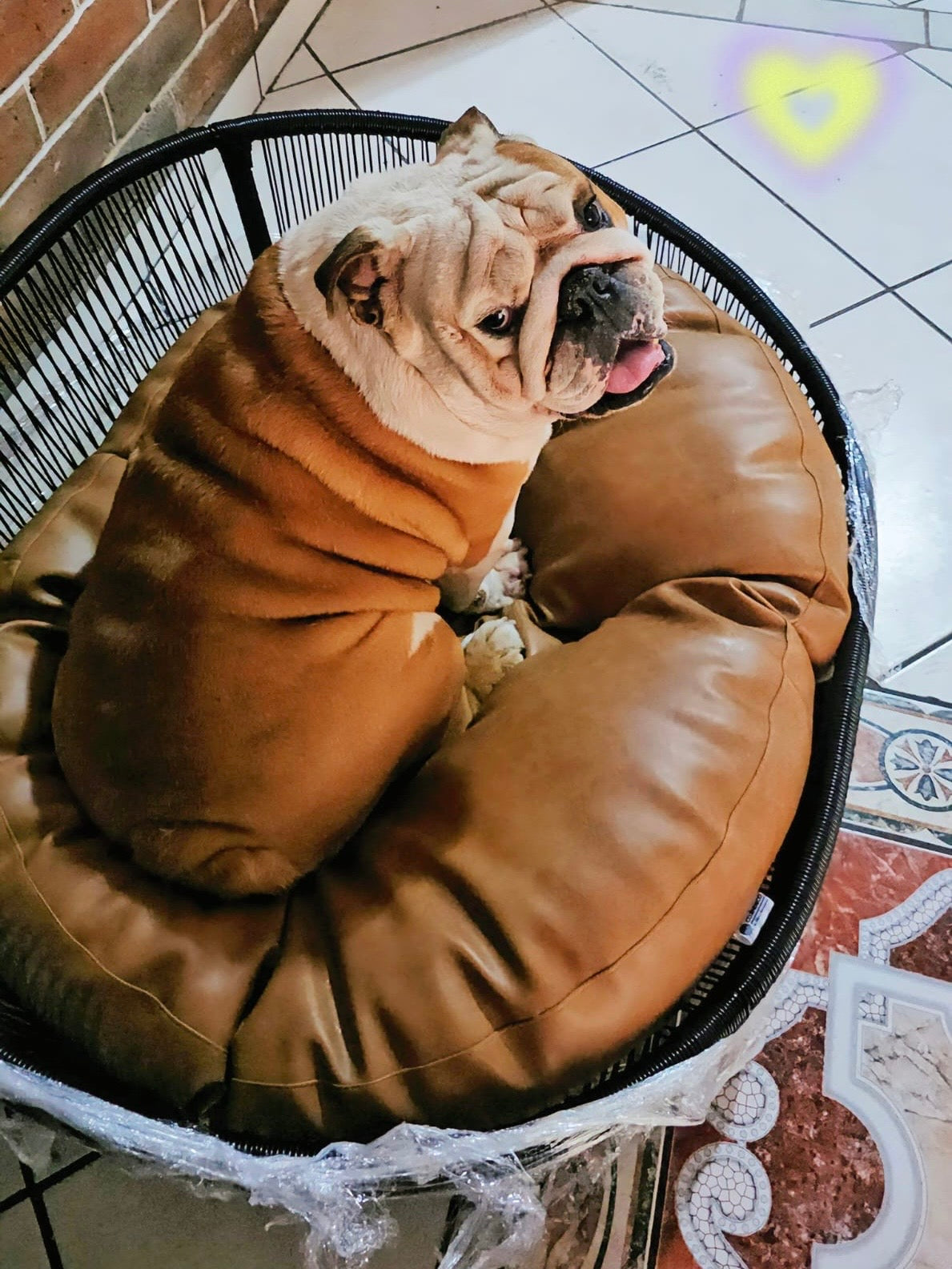 Cama para perritos | Ovalada