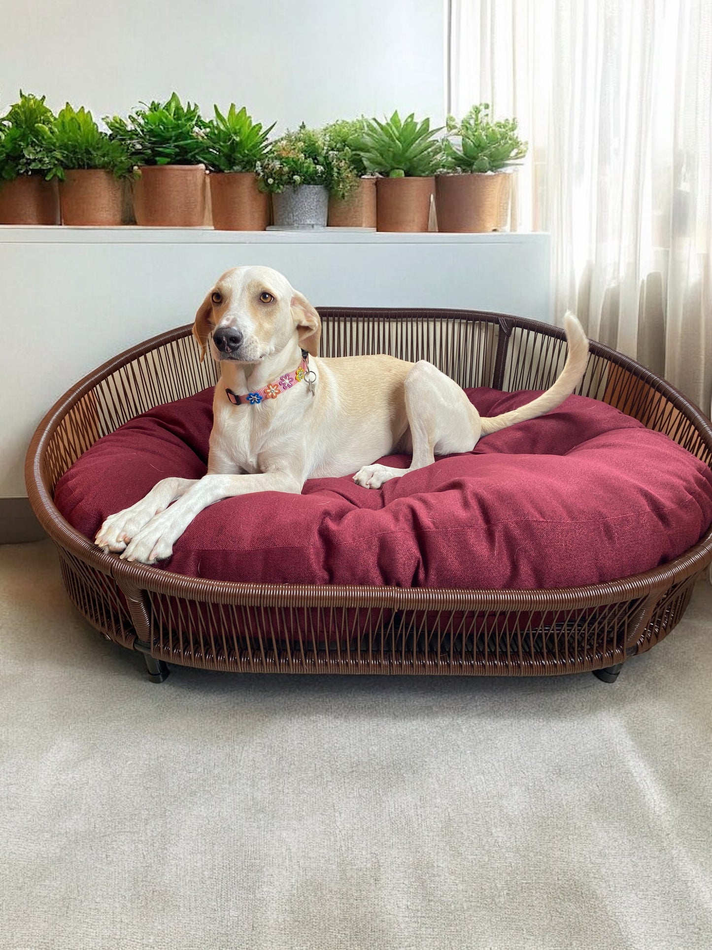 Cama para perritos | Ovalada
