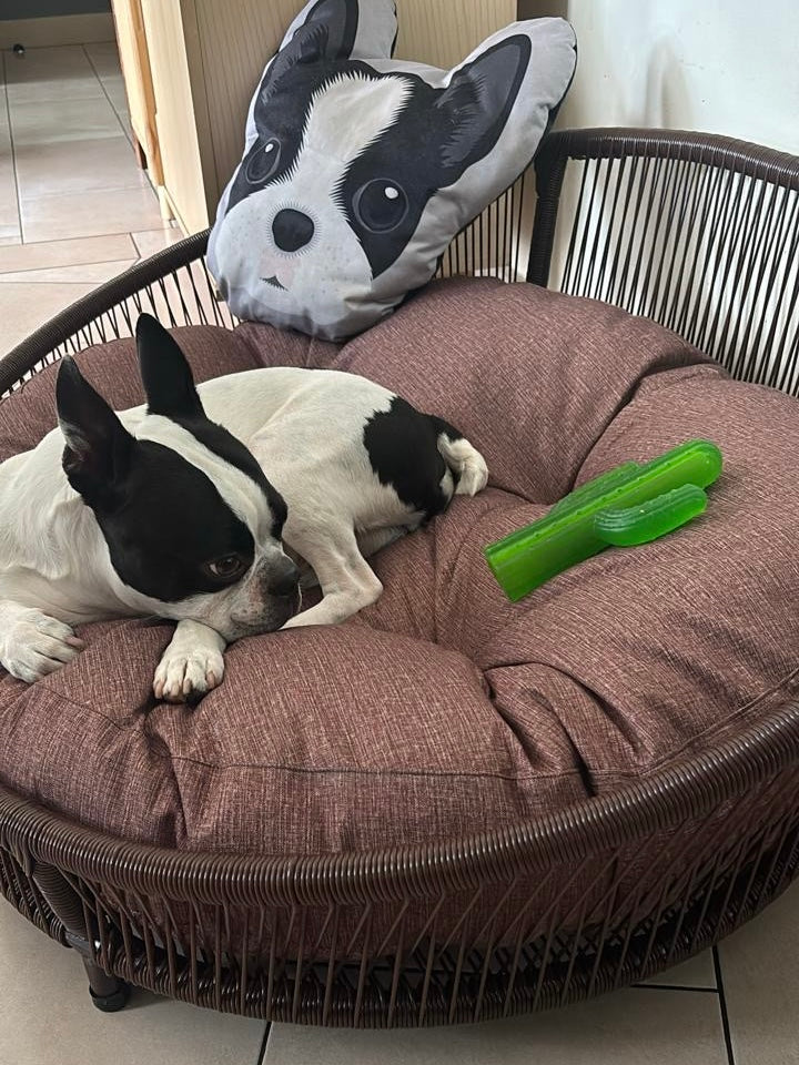 Cama para perritos | Ovalada